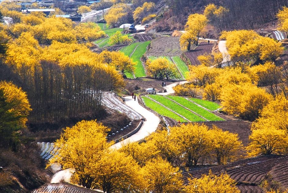 노란 꽃비가 내리던 그날: 2026 구례 산수유꽃 축제 다녀온 사람들의 생생 후기 🌼